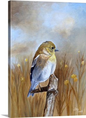 American Goldfinch In The Fall Light