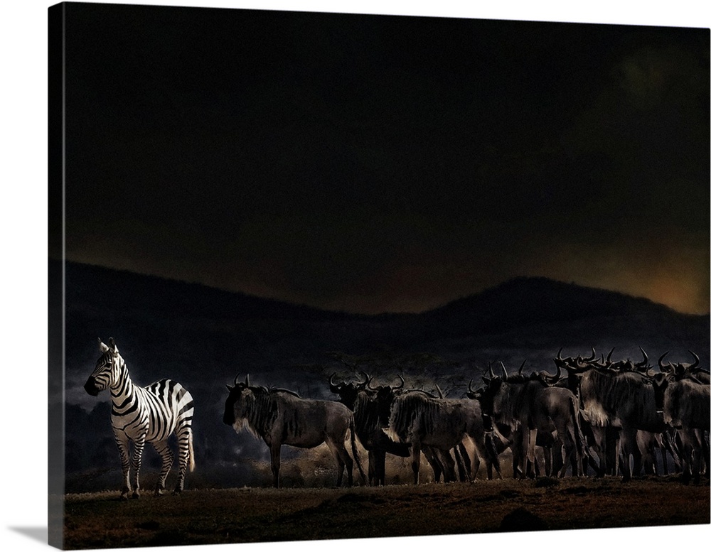 A zebra standing out among a herd of wildebeest in Kenya at dusk.