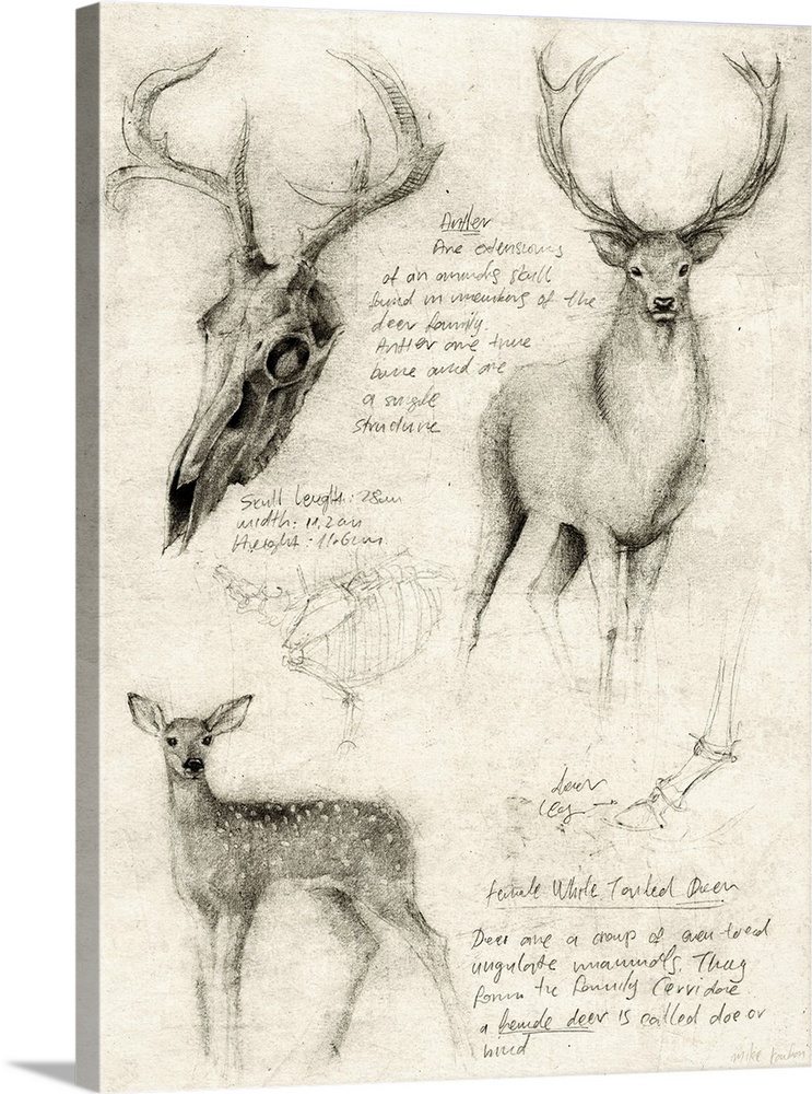 Anatomical Drawings Of Deer