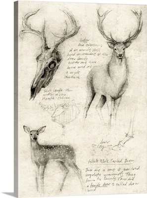 Anatomical Drawings Of Deer