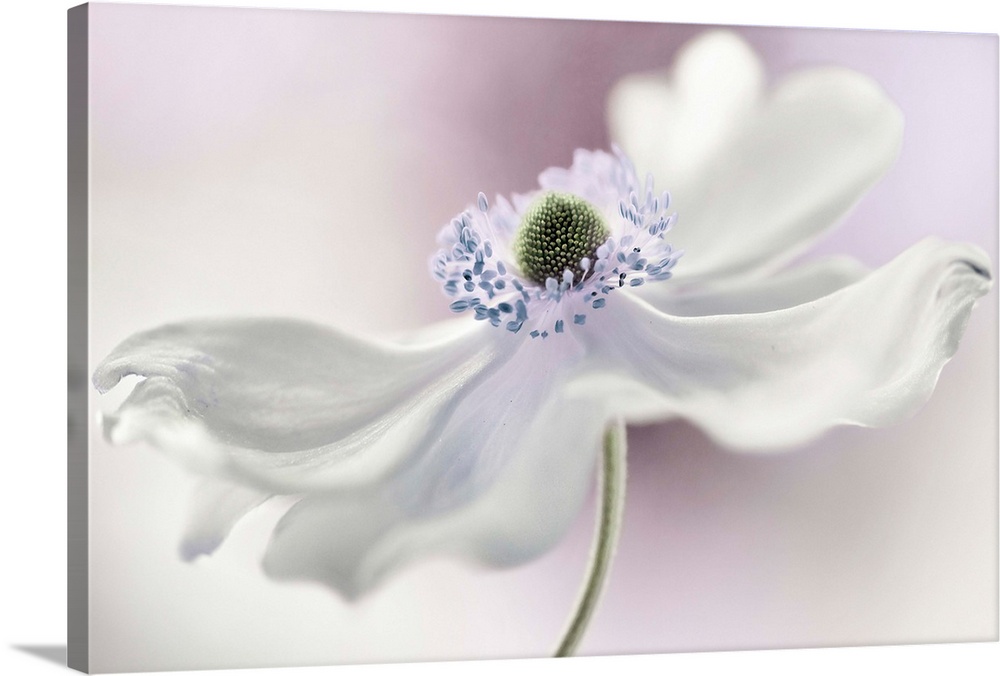 Close up image of a beautiful white anemone with long petals.