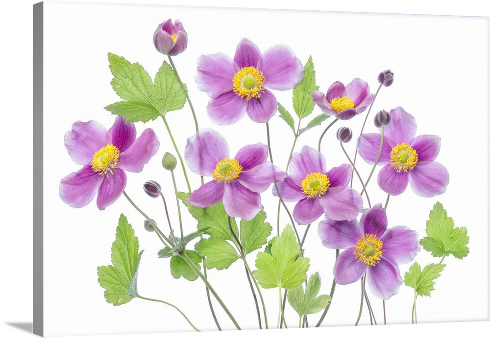 Anemone Hadspen Abundance