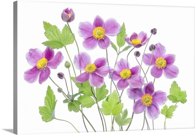 Anemone Hadspen Abundance