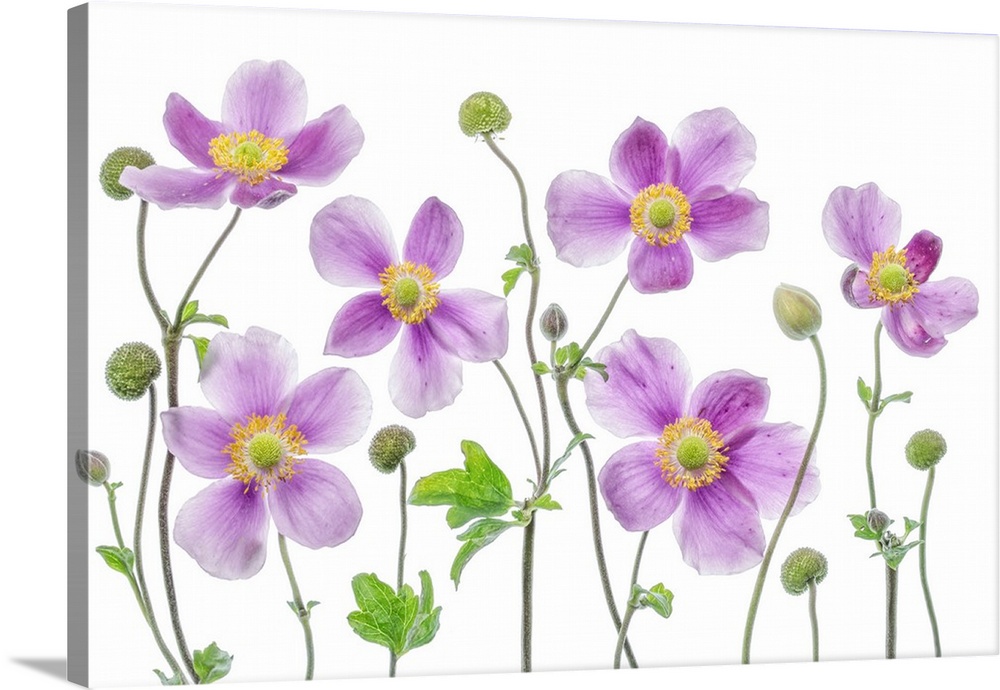 A group of pink anemone flowers on a white background.