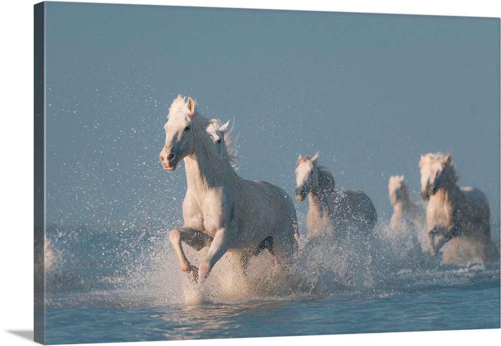 The famous white horses of Camargue galloping through the ocean.
