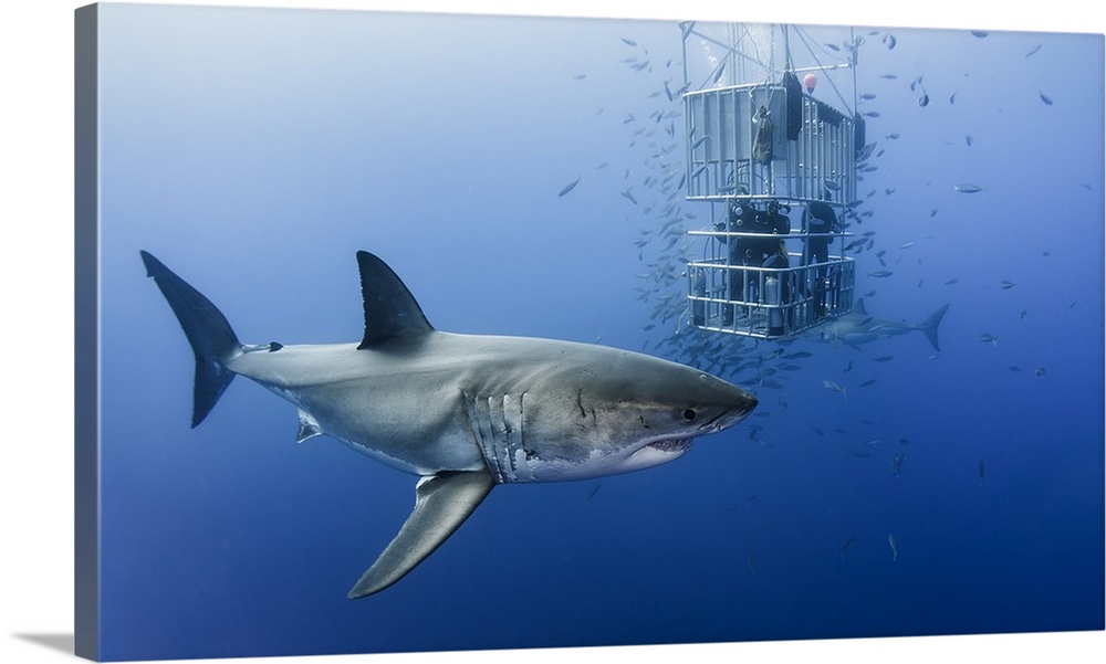 A Great White Shark circling scuba divers in a metal cage.