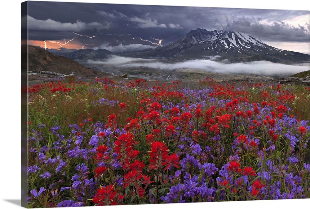 A field of wildflowers at the base of Mount St. Helens, with lightning in the sky.