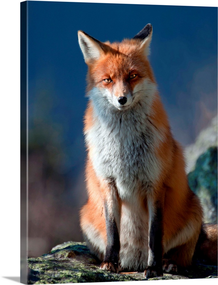 A curious red fox sitting on a rock in the wilderness.