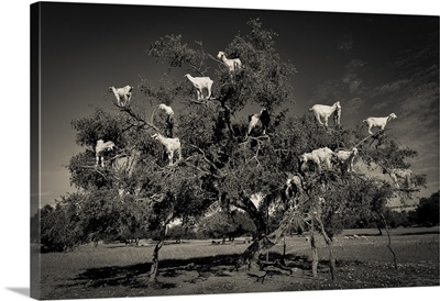 Argan Loving Goats
