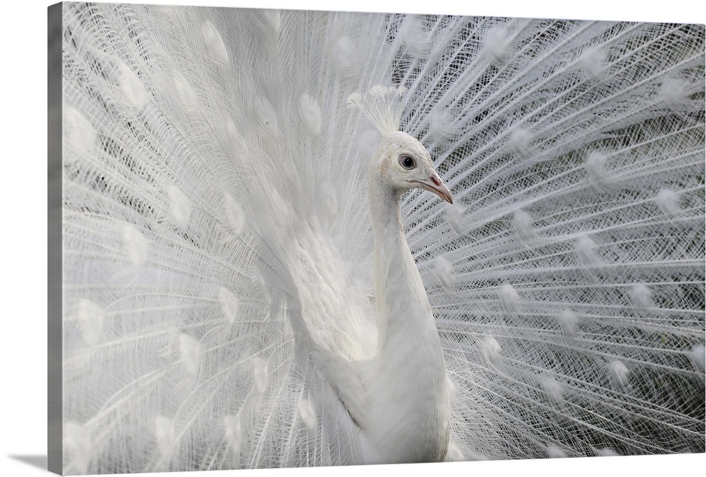 A leucistic peacock with its tail feathers fanned out.