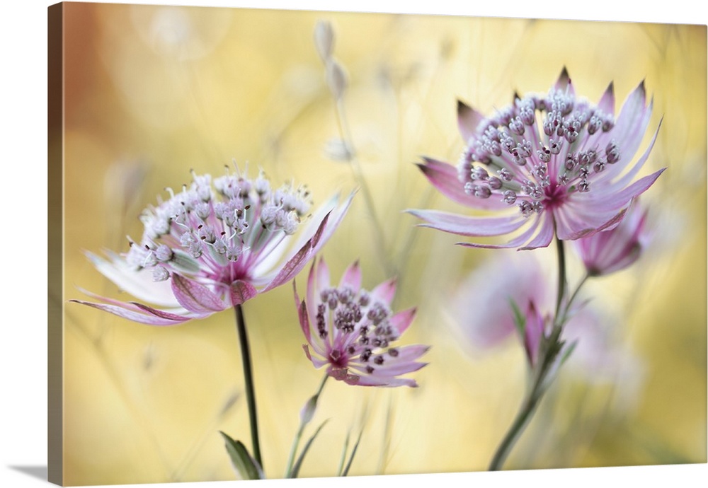 A small group of pink astrantia flowers in the summer.