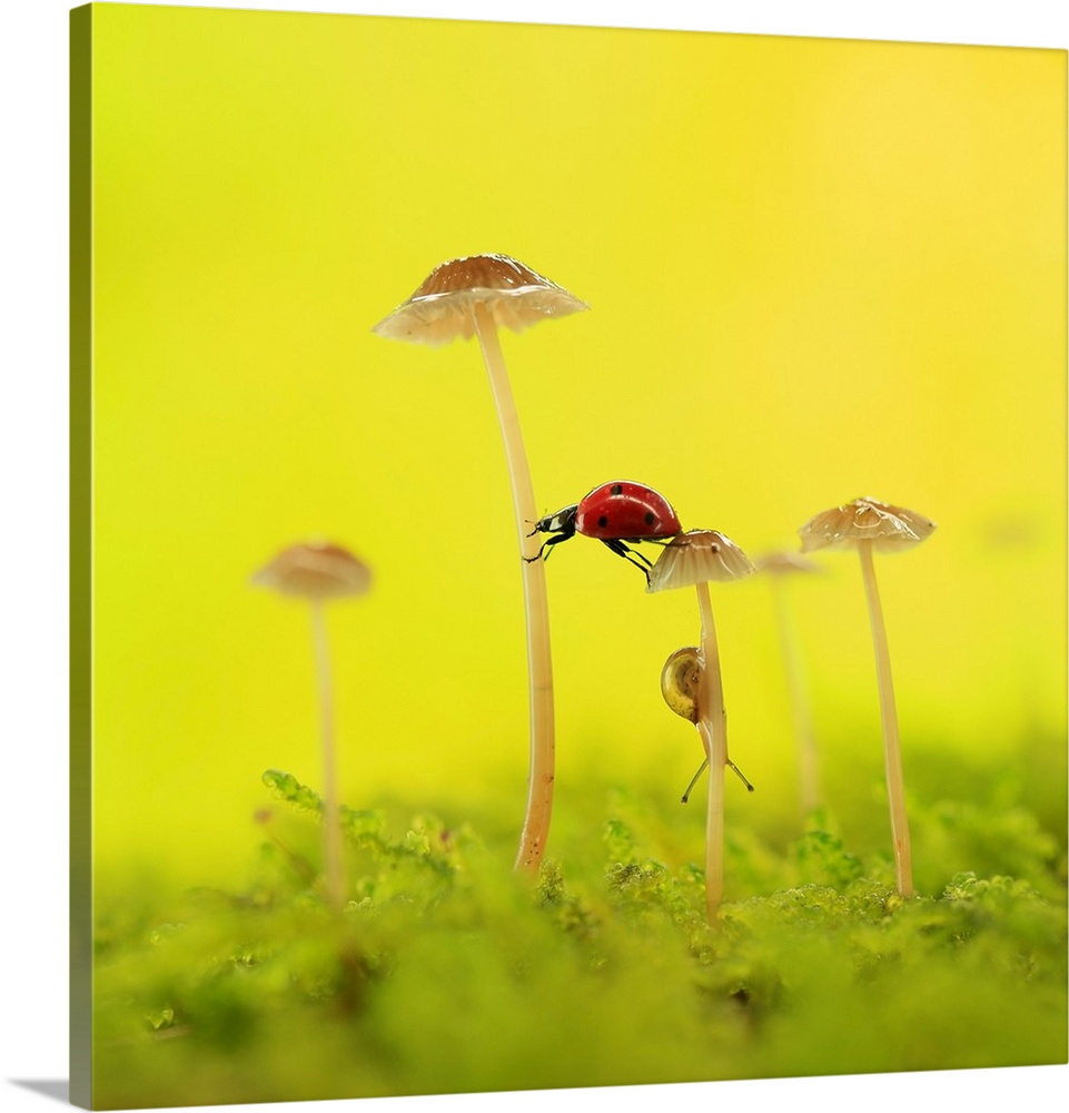 A ladybug reaches between two mushrooms, with a small snail crawling below.