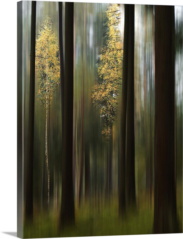 Blurred motion image of vivid yellow leaves standing out in a forest of dark trees.