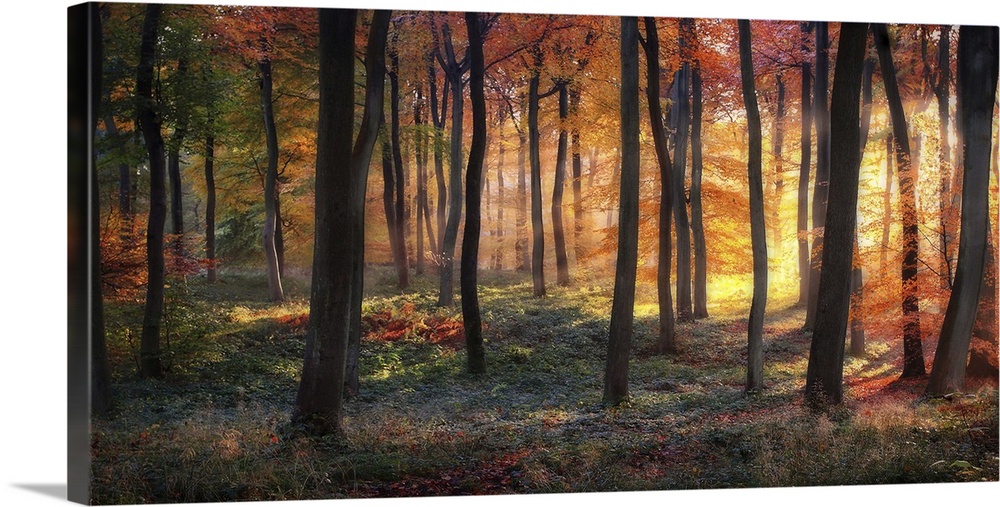 An autumn forest lit ablaze in the light of the sunrise.
