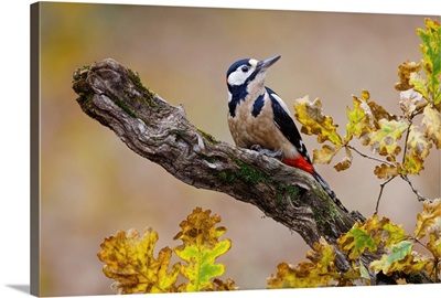 Autumn Woodpecker