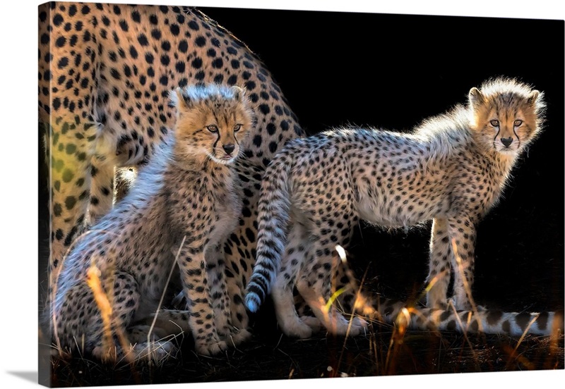 Baby Cheetahs Wall Art, Canvas Prints, Framed Prints, Wall Peels ...