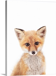 Baby Fox image thumbnail