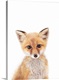 image thumbnail of Baby Fox
