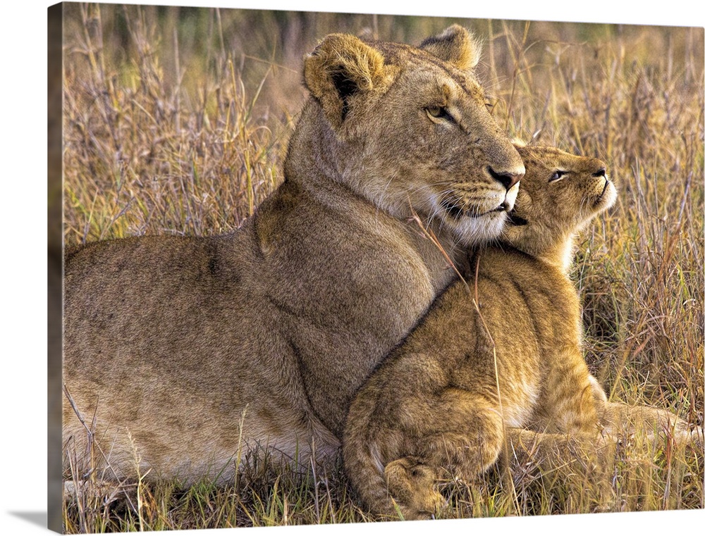 A lion cub lays with its mother in an affectionate cuddle.