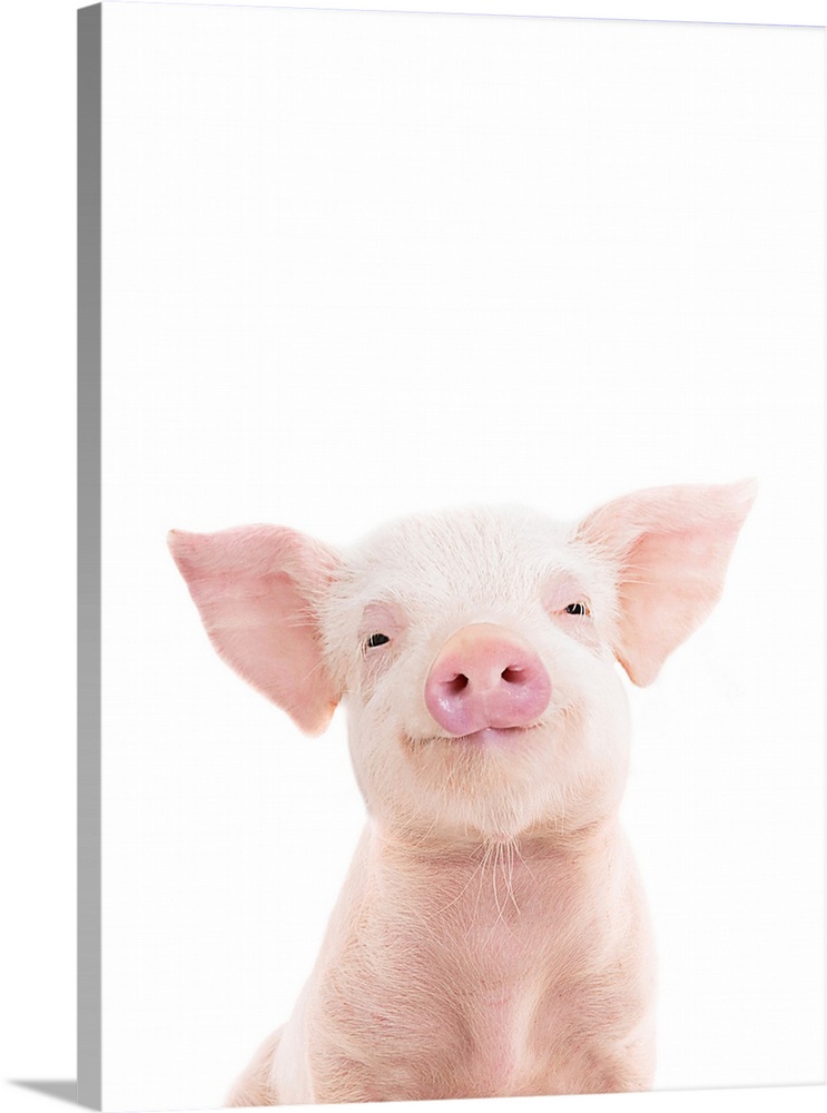 A cute photograph of a smiling baby piglet in front of a white background. Perfect for a nursery, childrens room or just a...