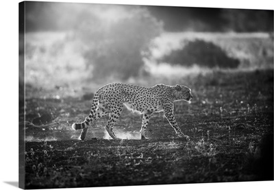 Backlit Cheetah