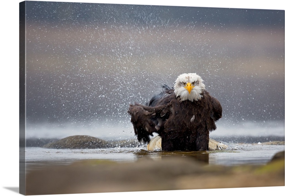 A bald eagle takes a bath in a shallow pond.