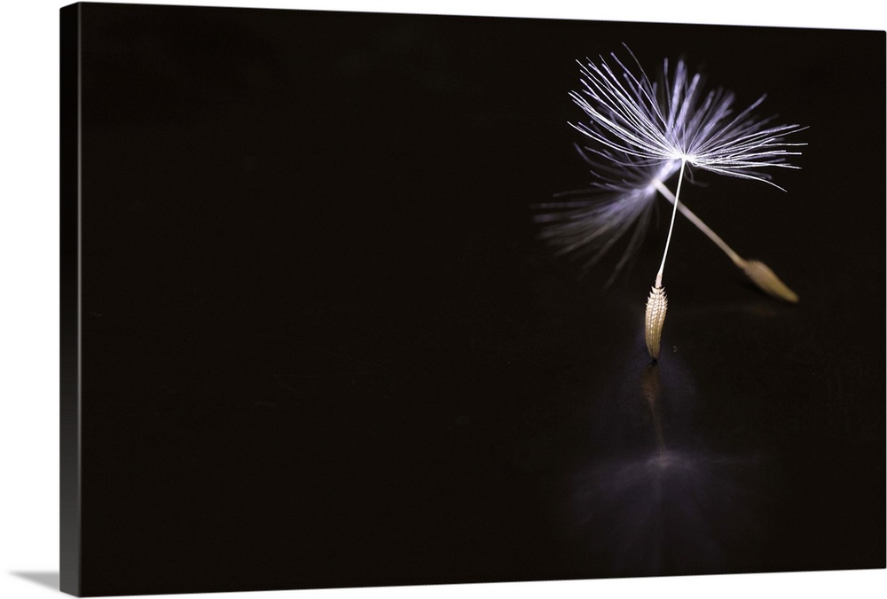 Conceptual image of a dandelion seed with stems resembling ballet pointe shoes.
