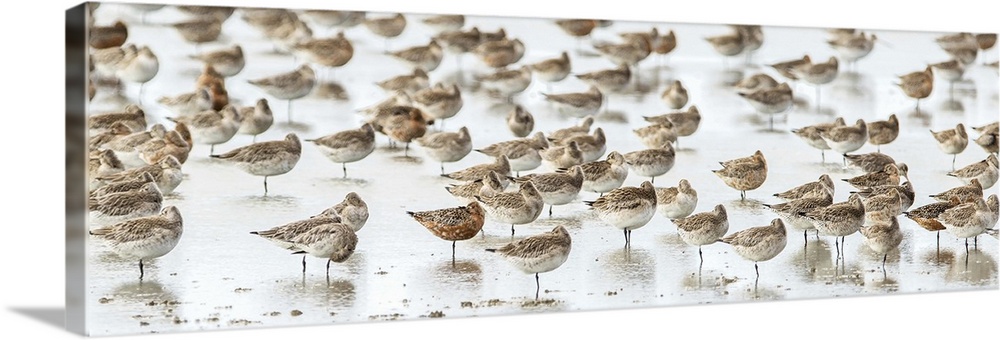 Panoramic photograph of a flock of birds on the seashore with a shallow depth of field.