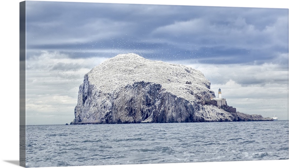 Gannet colony at Bass Rock seabird sanctuary, situated in the Firth of Forth, three miles east of North Berwick, Scotland.