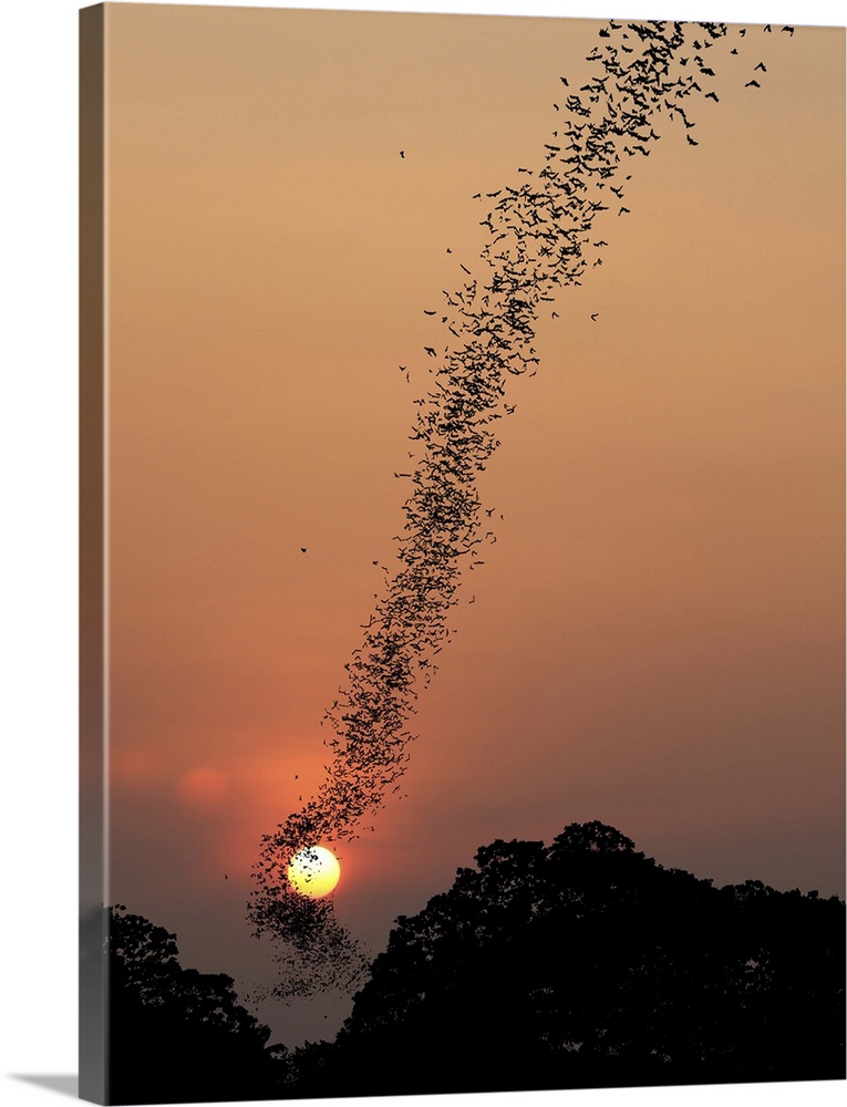 A flock of hundreds of bats flies in formation from the trees into the sky at sunset, Cambodia.