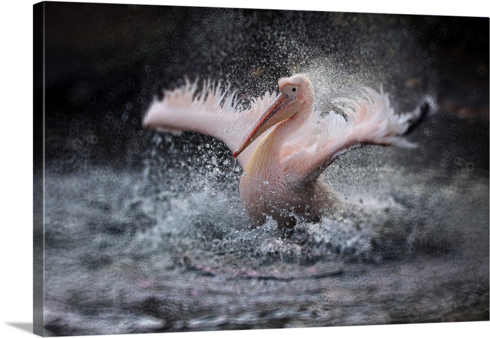 A rosy pelican splashing in the water.