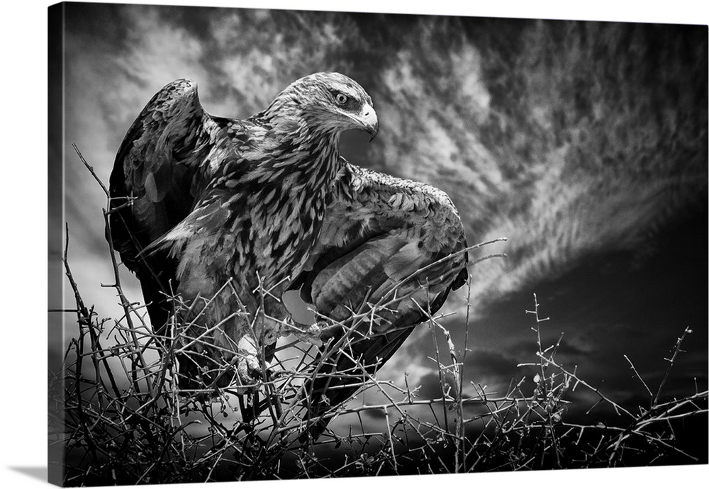A black and white photograph of a hawk spreading its wings.