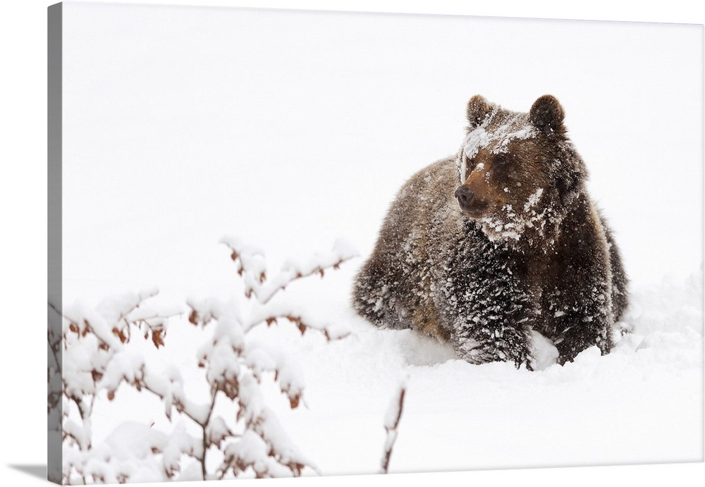 Bear In The Snow
