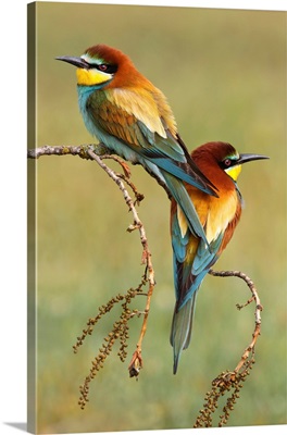 Bee-Eaters In Love