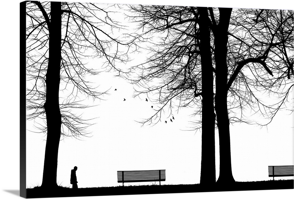 A park scene with trees benches and a person cast in silhouette.
