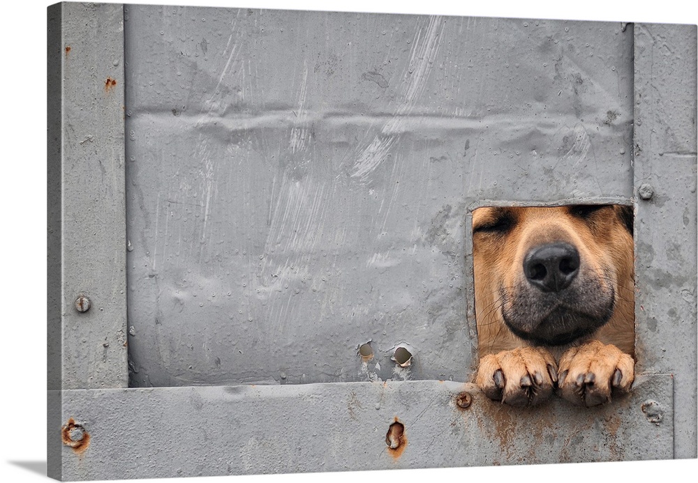 A dog looking through a small opening in a metal gate, with his paws sticking out.