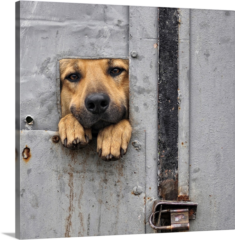 A dog looking through a small opening in a metal gate, with his paws sticking out.