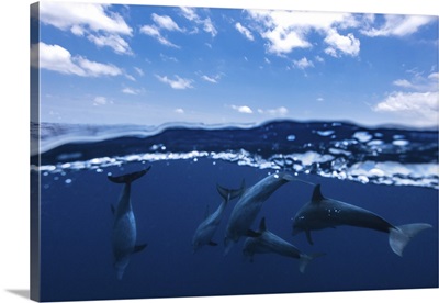 Between Air And Water With The Dolphins