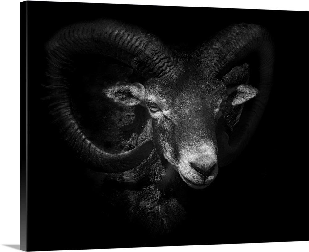 Black and white portrait of a ram with large curled horns.