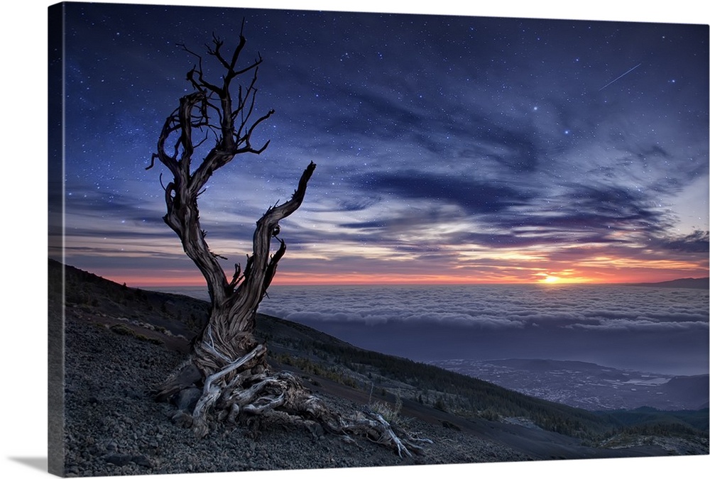 A dead tree with twisted branches sits on a hillside overlooking a valley of clouds and a dramatic sunset.