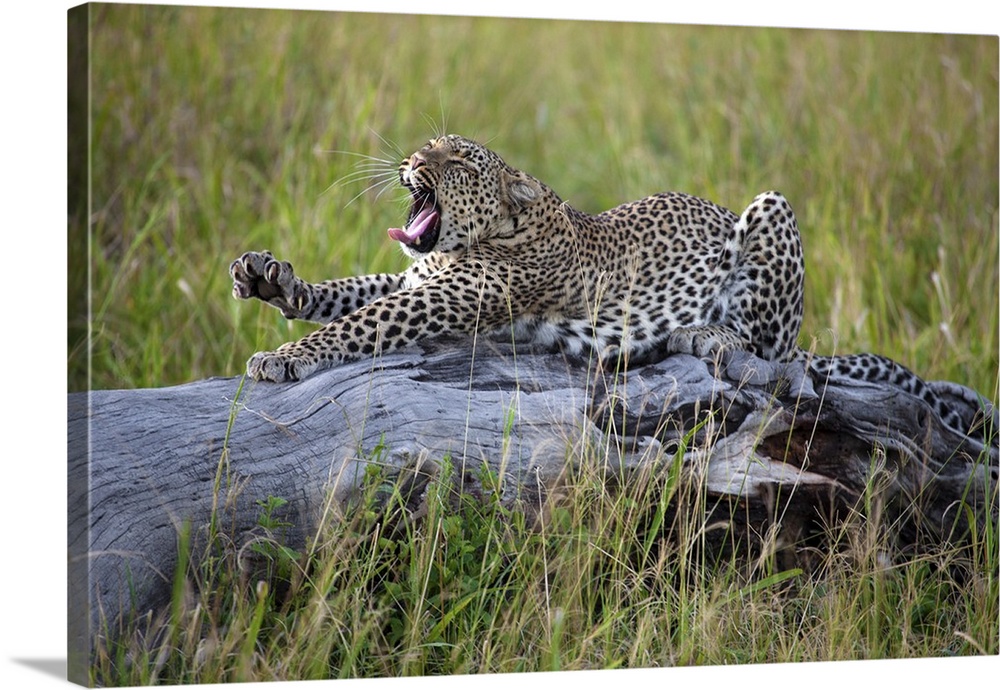 A wild leopard yawning and stretching out on a log.