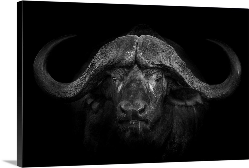 A portrait of a male Cape Buffalo captured in the Greater Kruger area in South Africa whilw hosting a photographic safari.