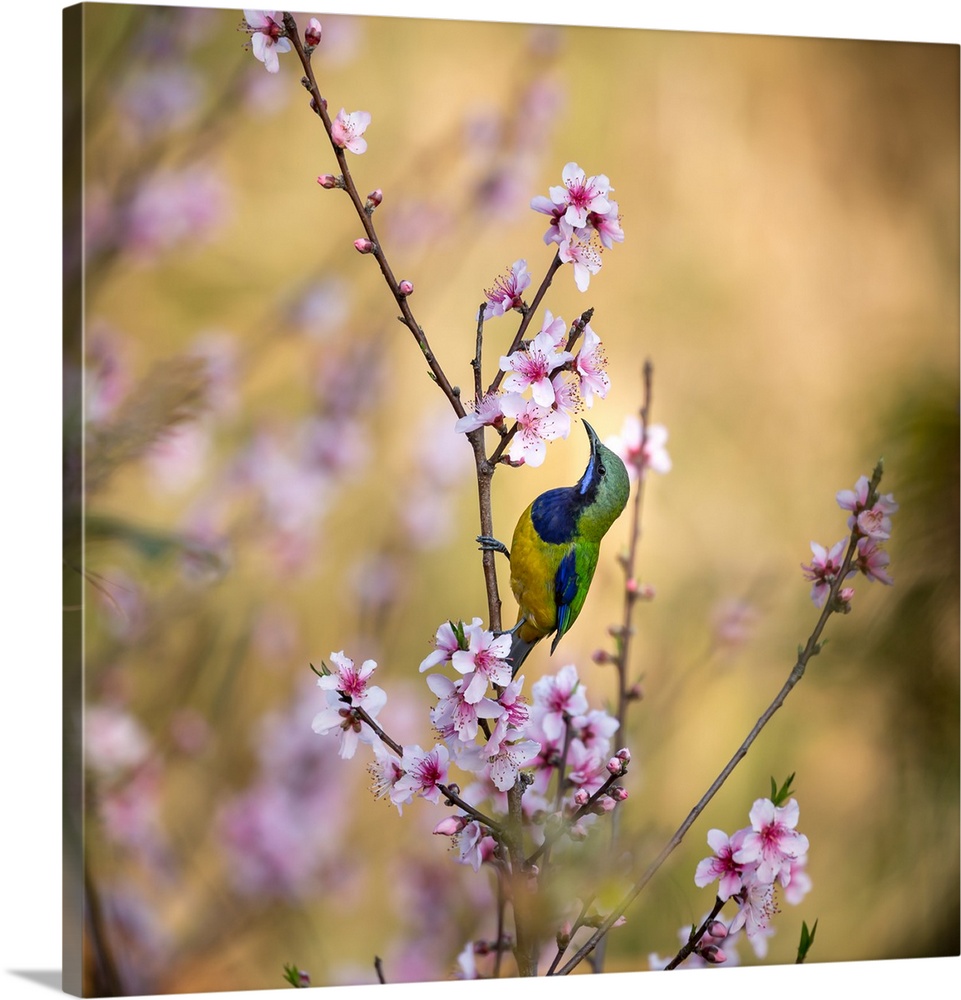 Bird Whispering To The Peach Flower