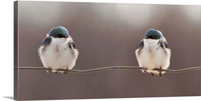 Birds on A Wire
