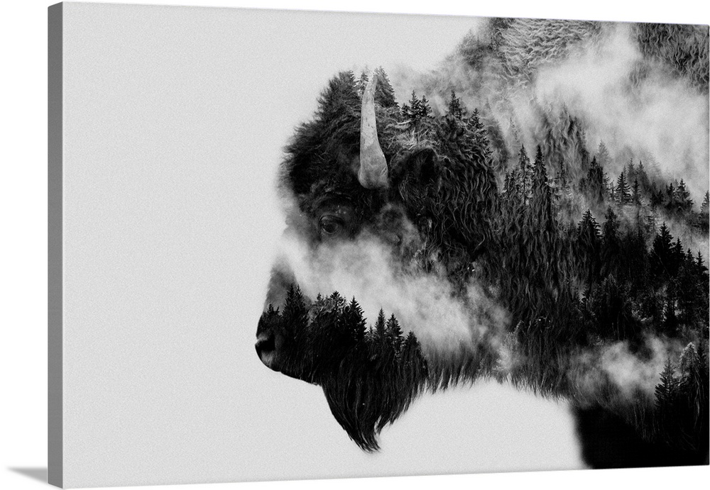Bison