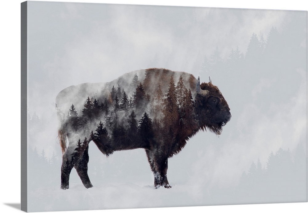 Bison - Double Exposure