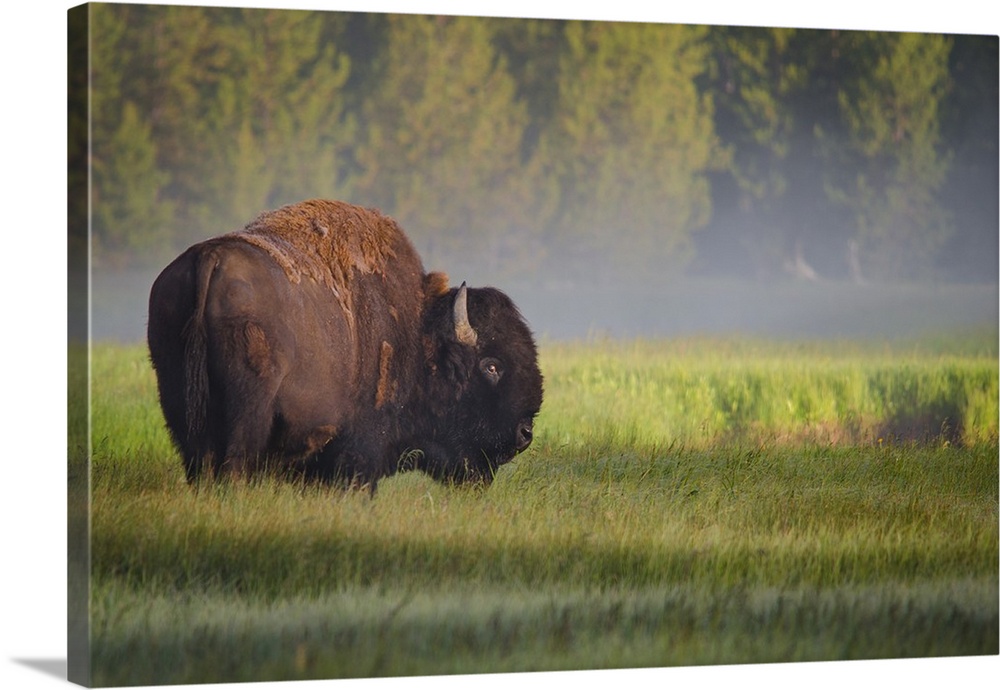 A bison grazing in a field in Yellowstone on a misty morning.