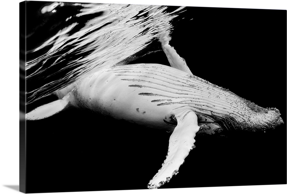 A dynamic photograph of a humpback whale close to the surface of the ocean.