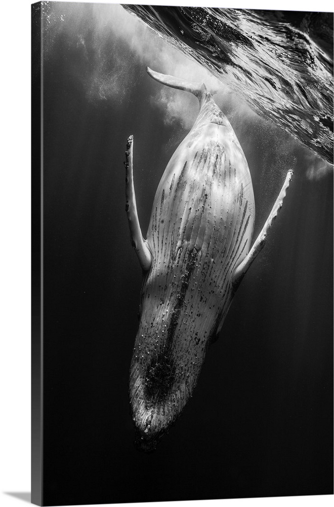 A black and white photograph of a humpback whale diving deeper into the abyss.