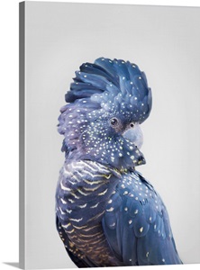 Black Cockatoo image thumbnail